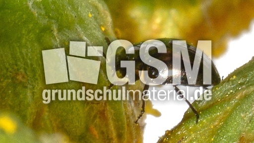 Glattkäfer (Olibrus millefolii)_3.jpg